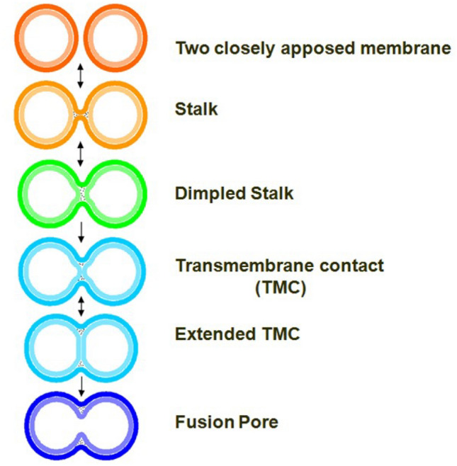 Fig. 3