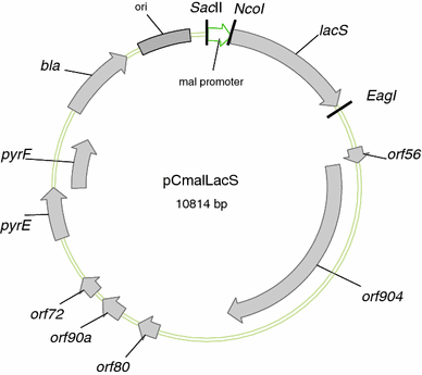 Fig. 1