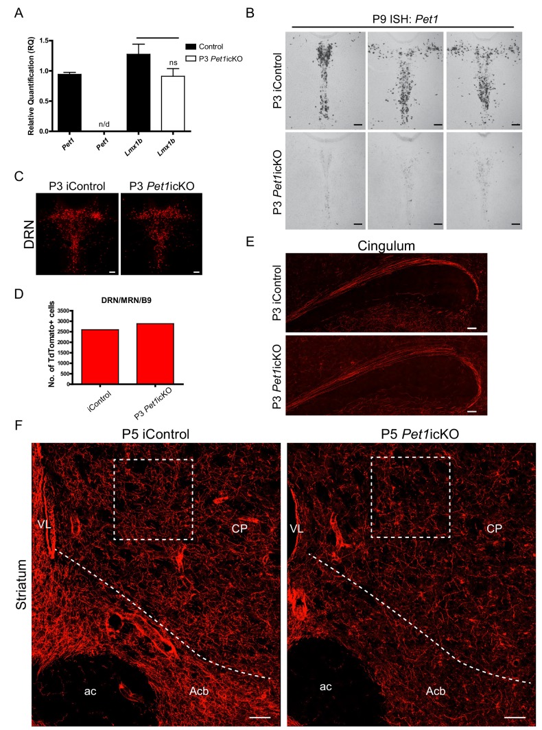 Figure 9—figure supplement 1.