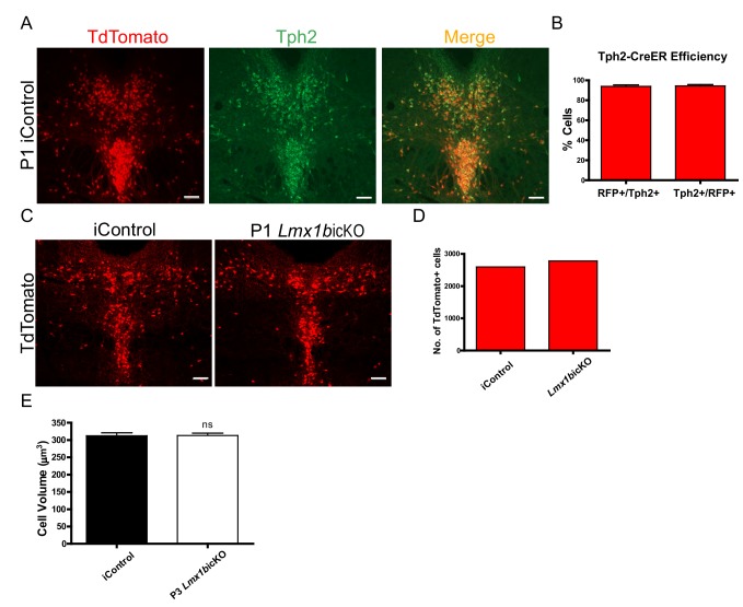 Figure 4—figure supplement 1.