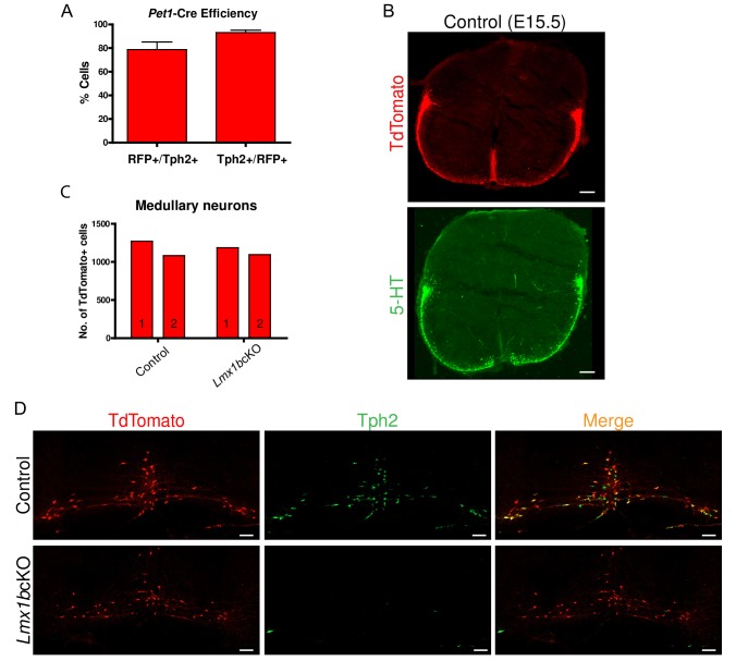 Figure 2—figure supplement 1.