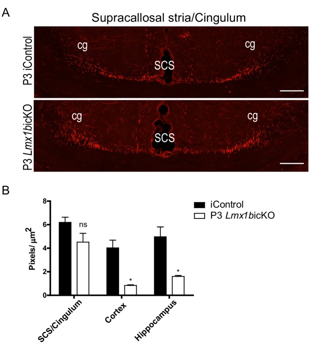 Figure 5—figure supplement 1.