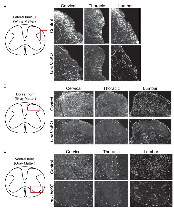 Figure 2—figure supplement 2.