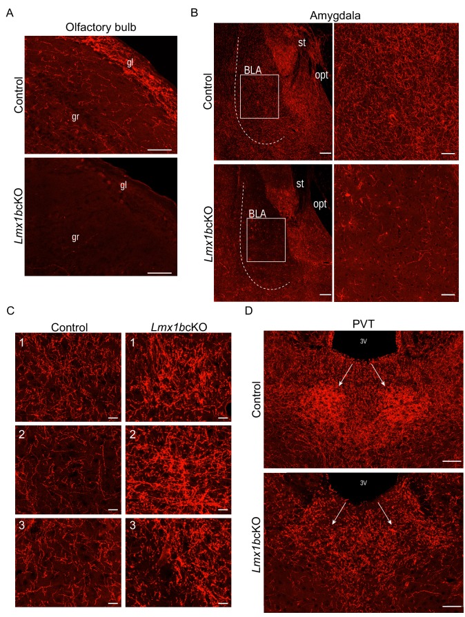 Figure 1—figure supplement 2.