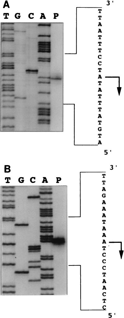 FIG. 6