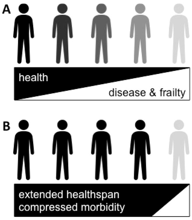 Cellular Senescence and the Biology of Aging, Disease, and Frailty - PMC