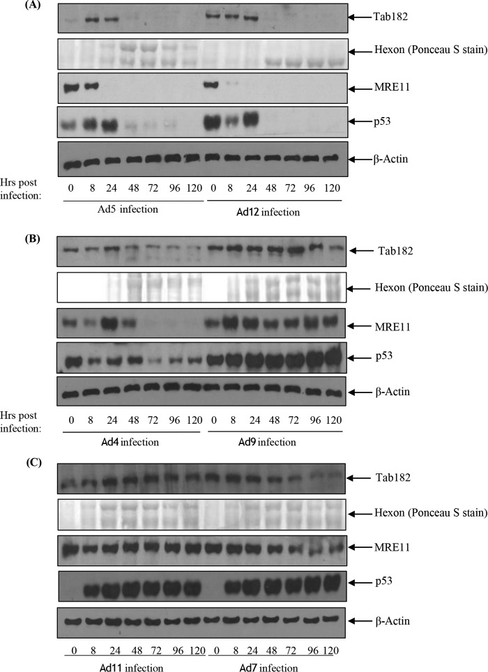 FIG 5