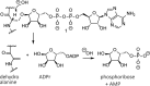 Scheme 4