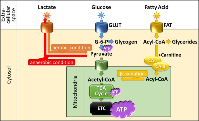 Figure 5