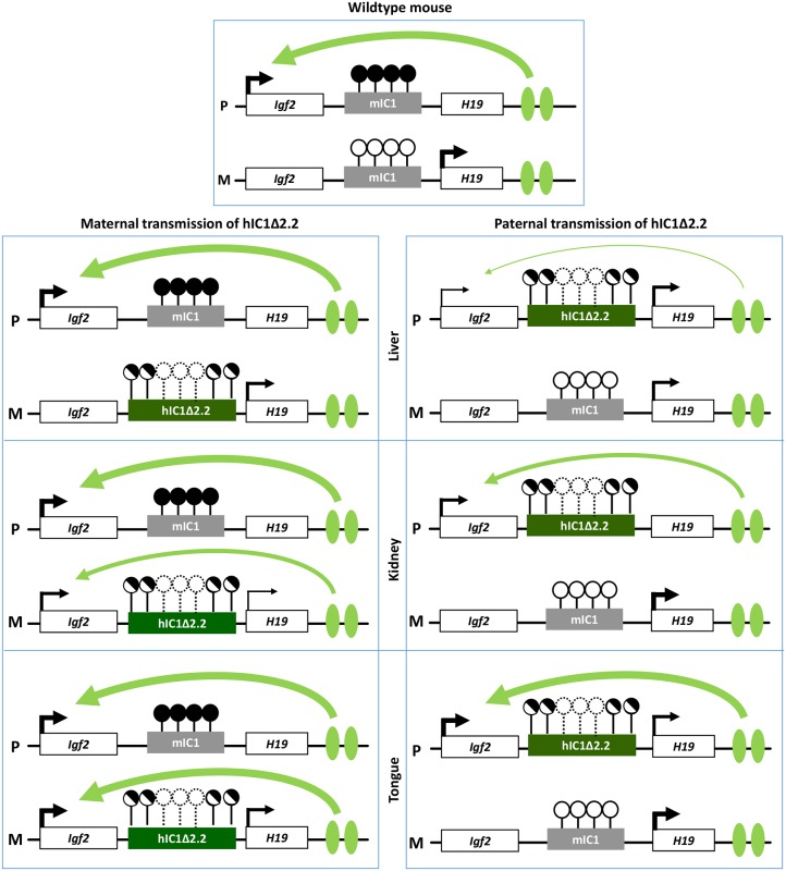 Fig 10