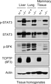 Fig 8