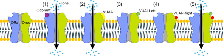 Figure 7