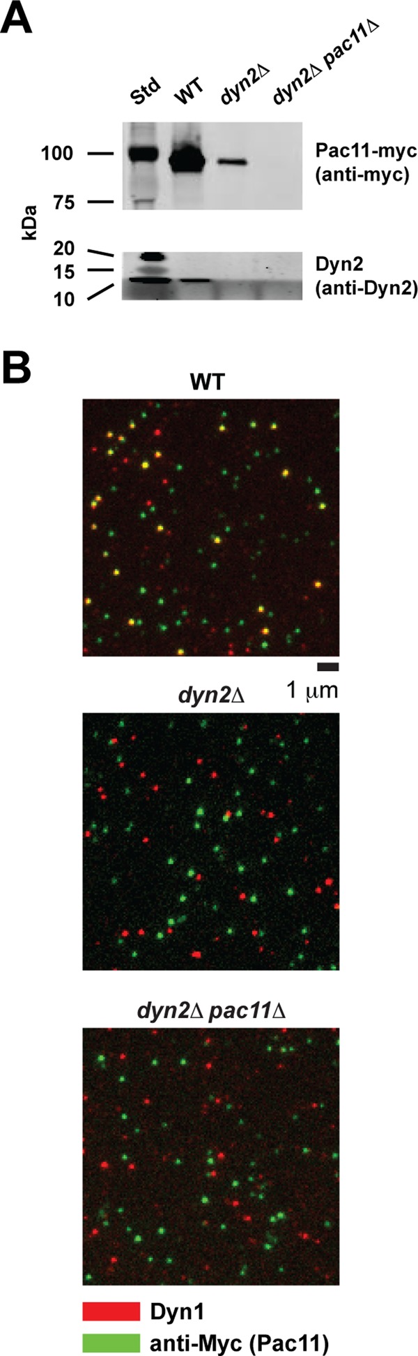 FIGURE 7: