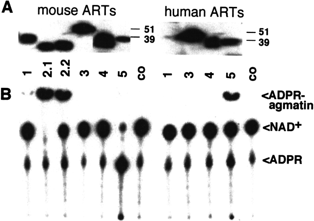 Fig. 9.