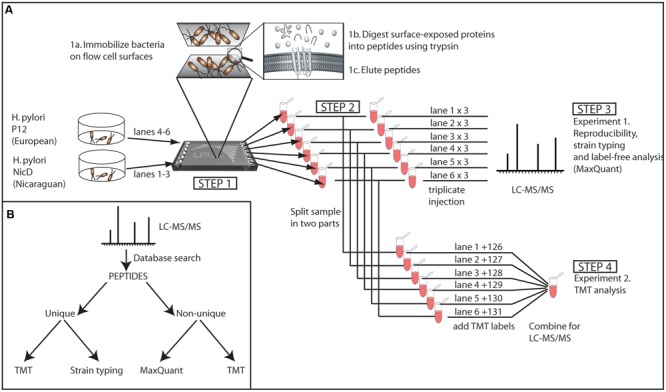 FIGURE 1