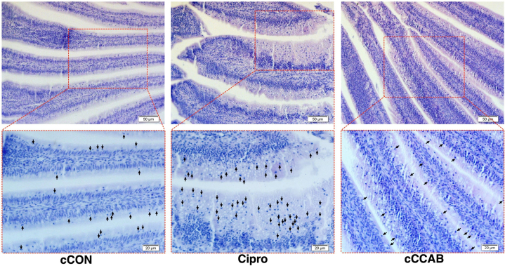 Figure 4