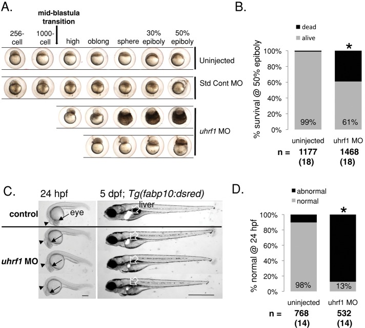 FIGURE 4: