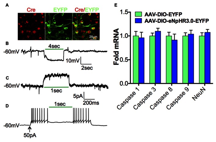 FIGURE 3