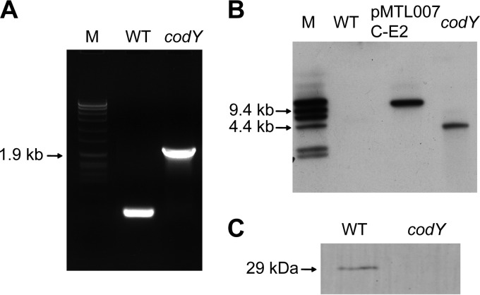 FIG 1