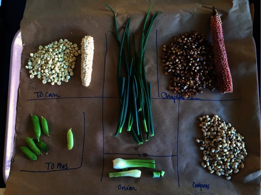 Photograph of vegetables awaiting testing.