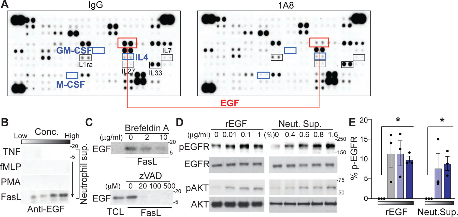 In situ neutrophil efferocytosis shapes T cell immunity to influenza ...