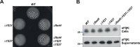 Figure 5—figure supplement 1.