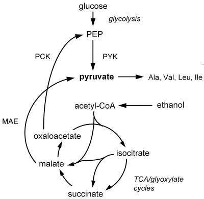 FIG. 1