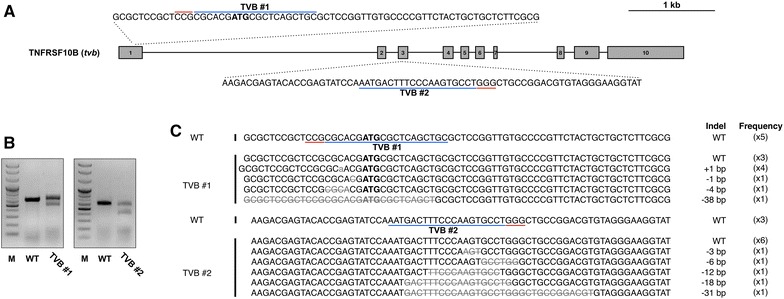 Figure 2