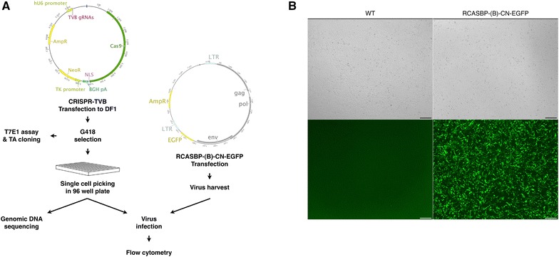 Figure 1