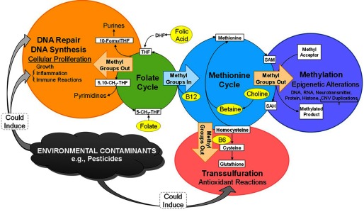 Conceptual pathways.