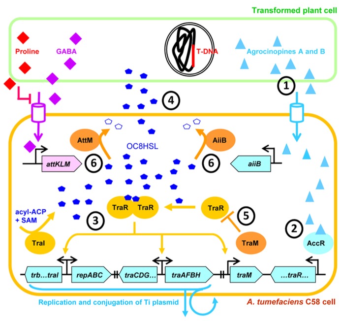 FIGURE 4