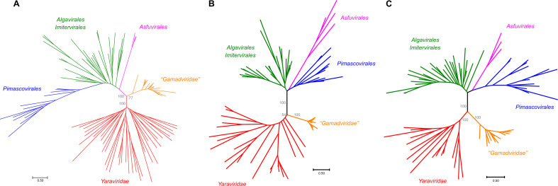 Three phylogenetic trees include virus taxa Algavirales, Imitervirales, Asfuvirales, and Pimascovirales, with mriyaviruses, including "Gamadviridae" and Yaraviridae, as a distinct clade.