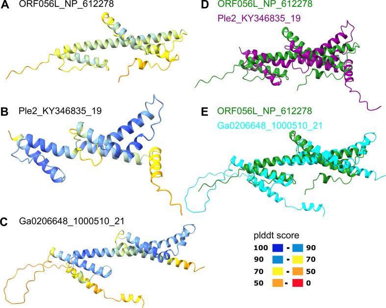 Predicted 3D structures of individual proteins colored according to their plddt scores and the comparison of their structures with those of other proteins are illustrated.