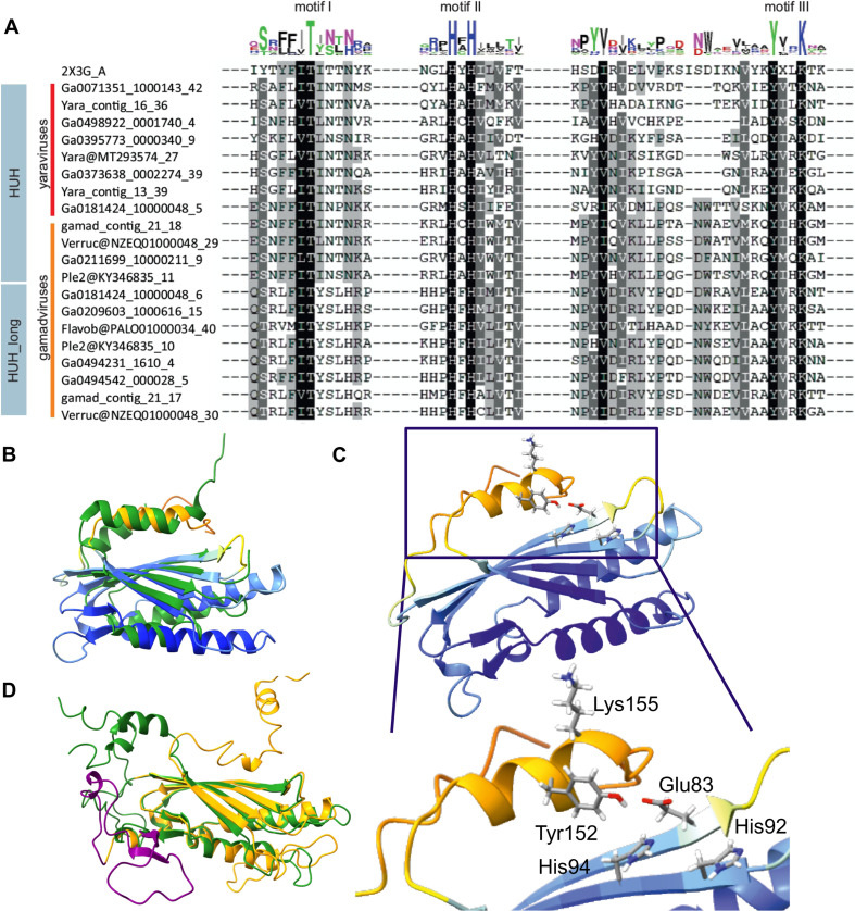 Alignment of amino acid sequences from HUH superfamily and conserved motifs one to three; structure of a mriyavirus HUH with spatial arrangement of the critical amino acid; HUH with active domain and another with an inserted loop are featured.