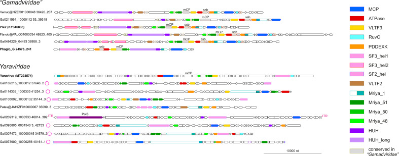 The genome organization of selected mriyaviruses with conserved genes, including PolB, MCP, ATPase, VLTF3, Mriya_1, Mriya_50, and HUH, highlighted through color coding. The terminal repeats are indicated with symbols.