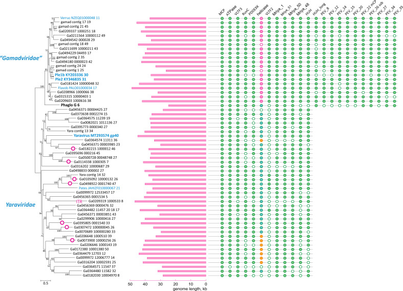 A comprehensive view of protein distribution across "Mriyaviricetes" with MCP tree, genome length, and protein presence-absence columns. The tree was rooted between the Yaraviridae and "Gamadviridae" families.