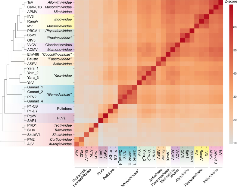 A heatmap visualizes the results of comparing MCP structures, and a branching tree groups MCPs based on their structural similarity. Viruses with more similar MCP structures cluster closer together.