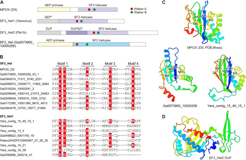 Comparison of domain organizations of mriyavirus helicases; sequence motifs within SF2 Hel and SF3 Hel1 protein; comparison of AEP structures from mriyaviruses and MPOX virus; DUF at beginning of proteins in the SF3 Hel2 group are featured.