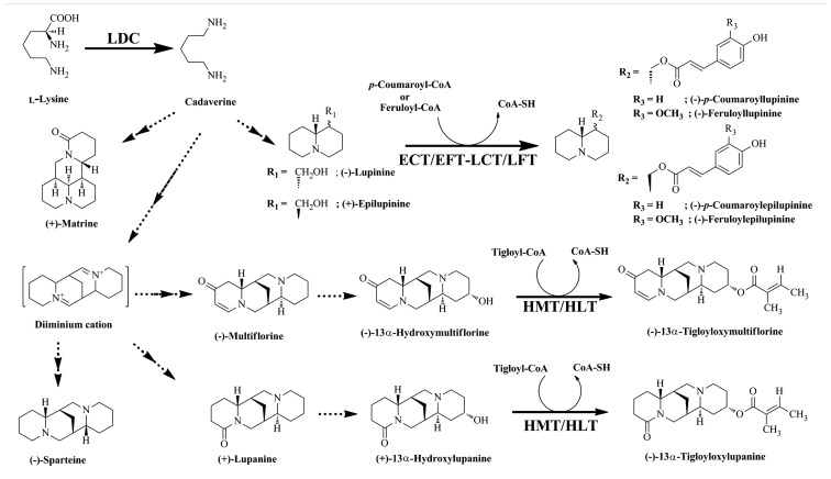 FIGURE 2