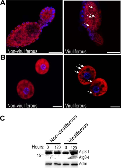 FIG. 6.