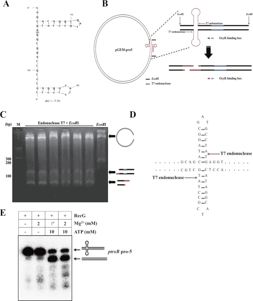 FIGURE 5.