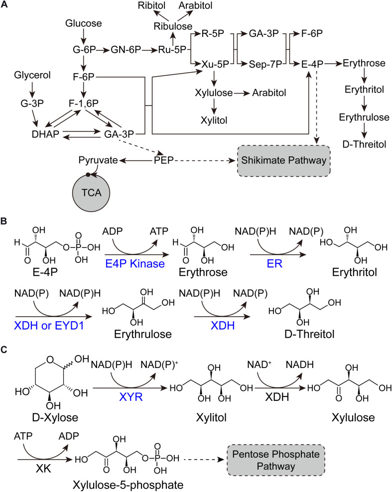 FIGURE 1