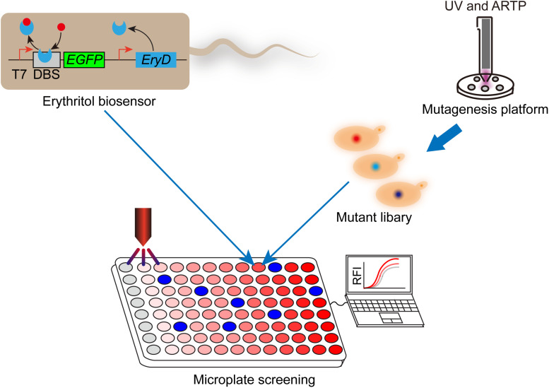 FIGURE 2