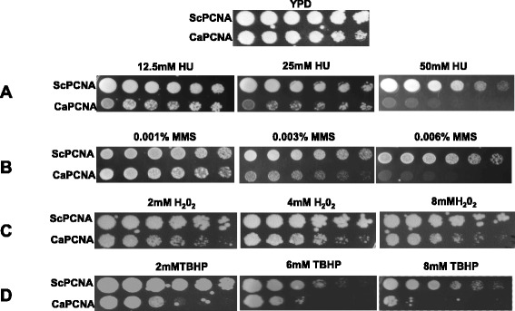 Fig. 8