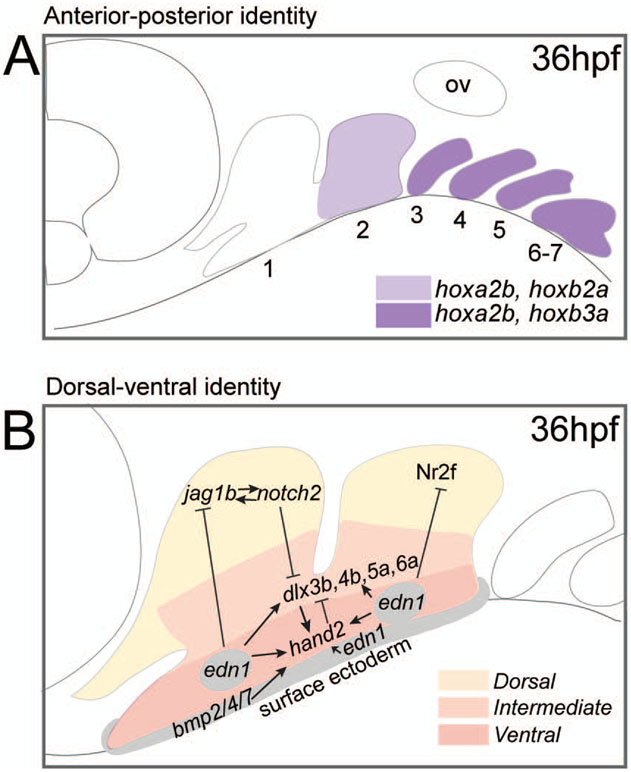 Figure 4: