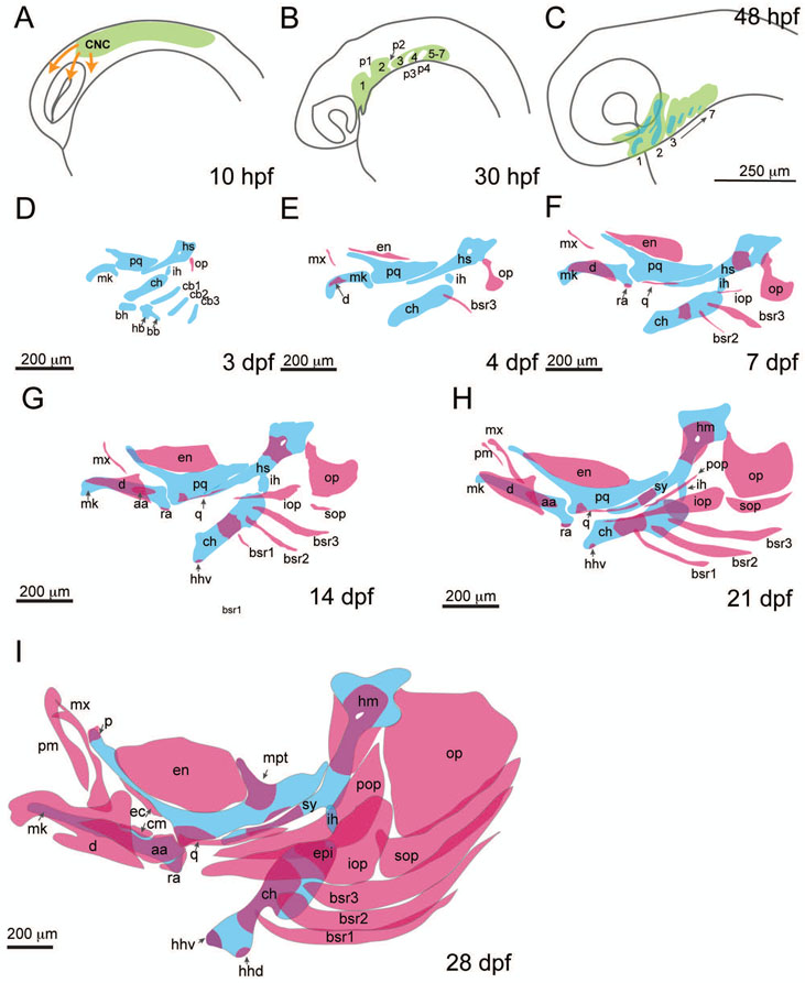 Figure 2: