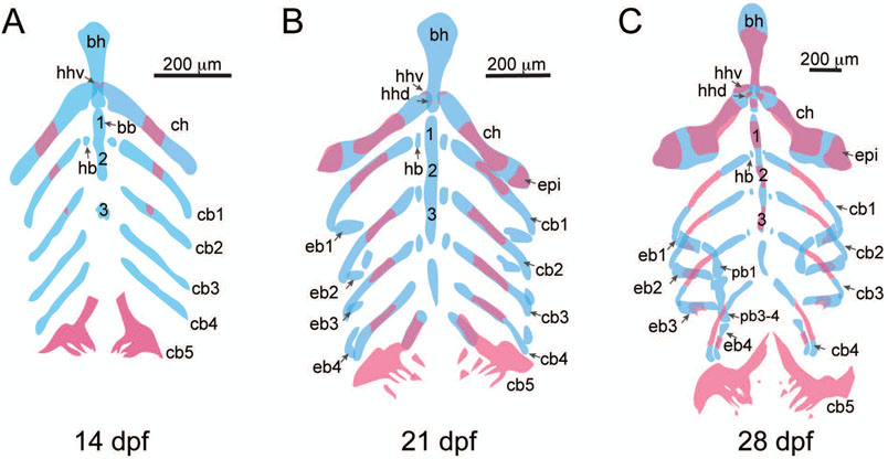 Figure 3: