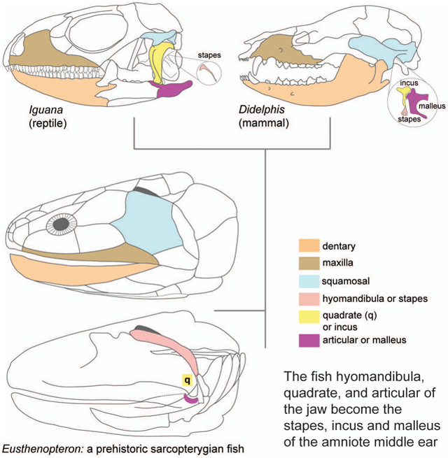 graphic file with name nihms-1025884-f0001.jpg