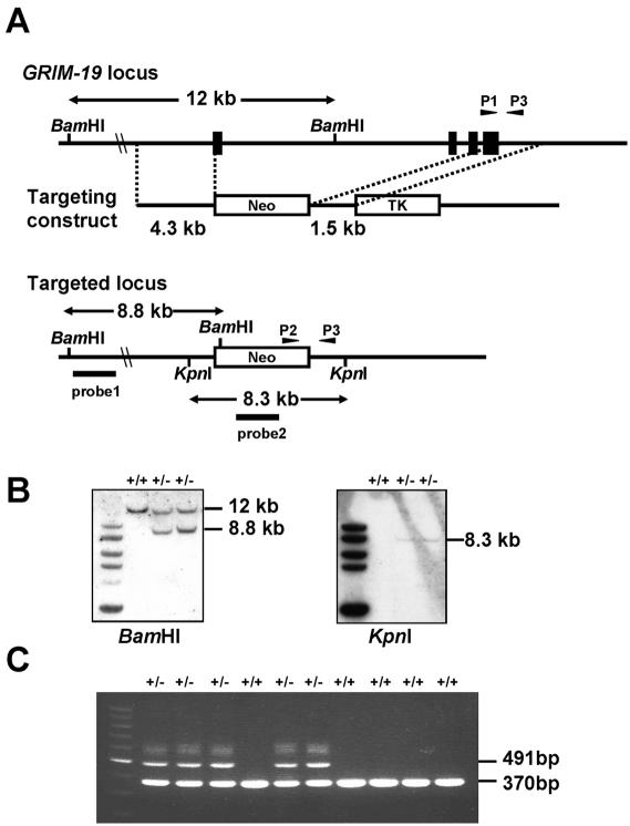 FIG. 1.