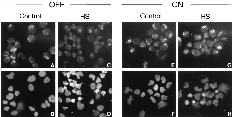 FIG. 13